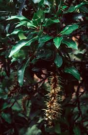 Image result for Faurea