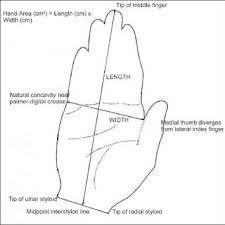 determination of hand and palm surface area as a ratio of