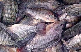 Ikan nila atau oreochromis sp adalah salah satu komoditas perikanan yang banyak digemari oleh masyarakat. Harga Ikan Nila Di Kabupaten Jombang