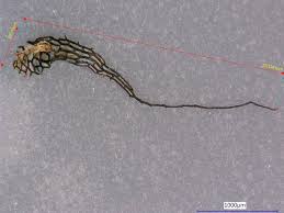 Image result for Vittaria elongata