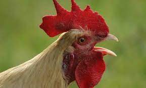 Bila di tafsirkan arti mimpi ayam beragam. 24 Arti Mimpi Jual Daging Ayam Pictures Sipeti