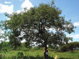 Image result for Vitex doniana