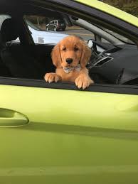 We wonen op 20 minuten rijden van winterswijk 46325 borken. Akc Golden Pups Golden Retriever Puppies New Hampshire