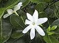 Image result for Gardenia transvenulosa