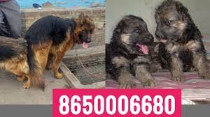 You need to consider several factors affecting the price of a german shepherd dog puppy. 8650006680 Dog German Shepherd Female Crosing Dehradun Uttrakhand Patna Bihar Gurugoan Delhi India Youtube