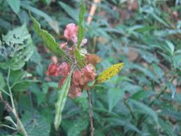 Image result for Erythroxylum platycladum