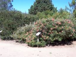 It has near year round spot flowering, with extra bursts in winter and spring, with red toothbrush form flowers. Evaluating Grevillea In Western Oregon College Of Agricultural Sciences Oregon State University