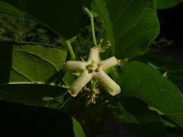 Image result for Marsdenia macrantha