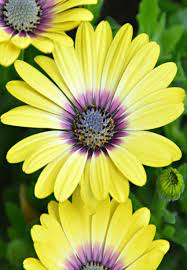 Pin On Flowers