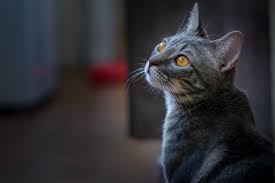 Long term memory, as you might imagine, is different from short term memory because it involves storing information for a much longer period of time. The Forgetful Feline How Long Is A Cat S Memory Cat Checkup