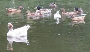 Goslings are brooded in the same manner as ducklings described above. Raising Geese 8 Things To Know Before Getting Started