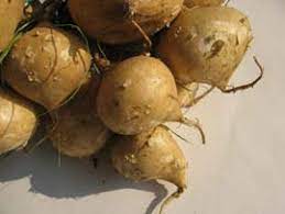 Singkamas can be bought at a very cheap price but in some other countries, it is expensive due to rareness. Market Manila Singkamas Jicama General