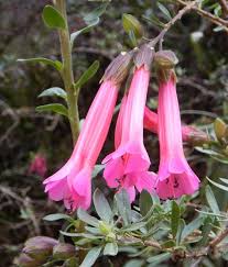 National symbols of peru are the symbols that are used in peru to represent what is unique about the nation, reflecting different aspects of the cultural life and history. Trekking And Climbing In The Cordillera Huayhuash Peru