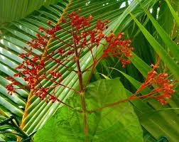 Image result for Clerodendrum rotundifolium