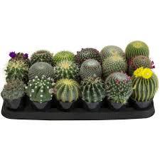 Mark at cactus stone & tile. Altman Plants 9 Cm Cactus Assortment Plant 18 Pack 0881056 The Home Depot