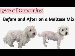 The maltese is a small, hardy dog with silky hair. Grooming Shaving A Neglected Matted Senior Maltese Mix Youtube