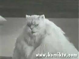 Aerobikci Sisman Kedi Youtube