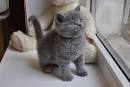British Shorthair Kittens For Sale In Virginia