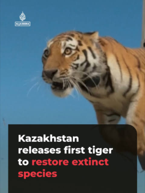 Kazakhstan has released the first Amur tiger in the wild in more than 70  years to help restore the extinct Caspian tiger to Central Asia. The  restoration project is being done through an MoU signed ...