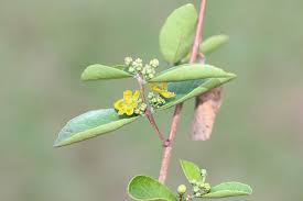 Image result for Salacia kraussii