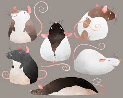 I Drew Some Ratties Rats Mouse Illustration Animal Art Cute Drawings
