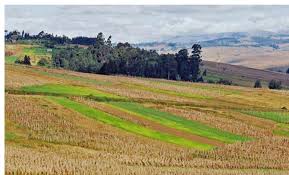 Image result for Pavetta decumbens