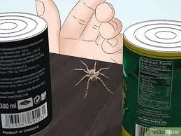 New york has a variety of spiders, but none dangerously poisonous to humans such as the black widow or brown recluse. 3 Ways To Identify Spiders Wikihow