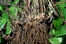 Image result for Marsilea vera