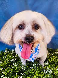 Glamour Pooch Professional Dog Grooming (Bendigo)