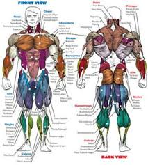 This thickly laminated anatomical chart is printed on premium glossy (200 g) uv. 005 Human System Body Anatomical Chart Muscular Skeletal 24 X26 Poster Ebay