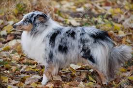 Check spelling or type a new query. Blue Merle Shetland Sheepdog Puppy Is Standing In The Autumn Stock Photo Picture And Royalty Free Image Image 112152131