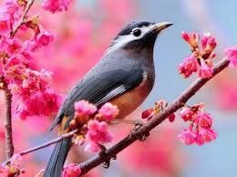 Beautiful Birds And Flowers Wallpaper Bird On Pink Flower Branch Birds Animals Background Wallpapers Beautiful Bird Wallpaper Bird Pictures Bird Photography