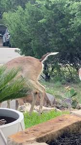 🤣🤣🤣🤣 #deerwhisperlynnsmith #likes #fyp #LynnSmith #Texas