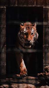 tiger نمر tiger pictures animals cat pet supplies