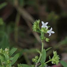 Image result for Oldenlandia fastigiata