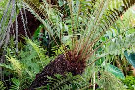 Image result for Blechnum
