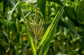 Image result for Zea mays