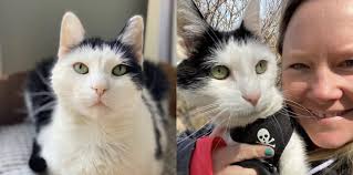 The Rabbit Hole Design, Beachy Cards {creative chick}