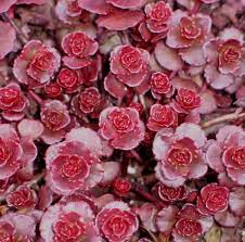 In the summer, it produces brilliantly dark red flowers that stand out well against its evergreen leaves. Sedum Spurium Dragon S Blood Stonecrop For Sale Rare Roots