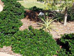 Image result for Carissa tetramera