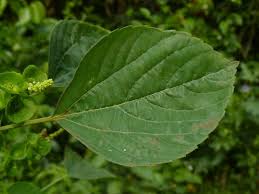 Image result for Acalypha indica