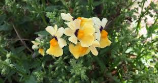 Image result for Nemesia