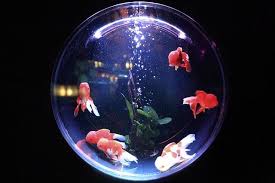 Easiest Fish To Care For In A Bowl The Pet Supply Guy In 2020 Fish Tank Lights Aquarium Design Aquarium Decorations