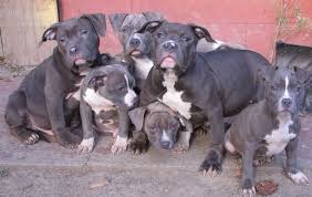 Pin On Puppies