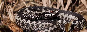 Snakes don't like so much humidity, the extreme. Signs Of Snake Rentokil Initial China Pest Control