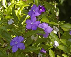 Image result for Brunfelsia australis