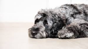 See full list on wikihow.com Dog Depression How To Help Your Sad Dog Purina