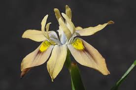 Image result for Moraea niassensis