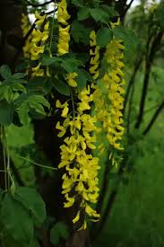 Image result for Laburnum anagyroides