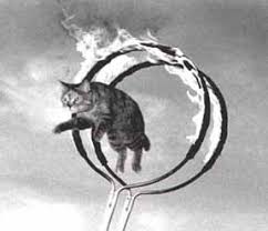 We did not find results for: The Cat Man Article In The Boston Globe